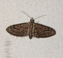 Eupithecia unicolor