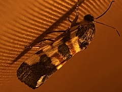 Spragueia jaguaralis