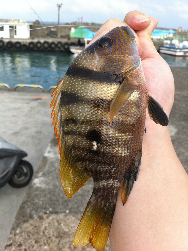 Blubberlip snapper (Lutjanus rivulatus) — Lutjanidae