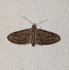 Eupithecia unicolor