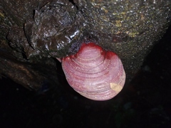 Polyporales
