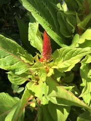 Amaranthus cruentus