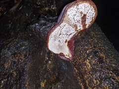 Polyporales