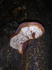 Polyporales