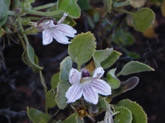 Goodenia grandiflora
