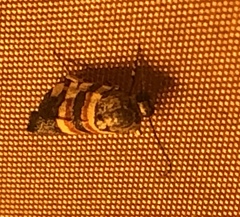 Spragueia jaguaralis