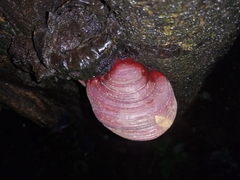 Polyporales