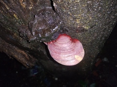 Polyporales