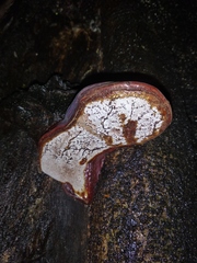 Polyporales