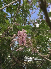 Robinia viscosa