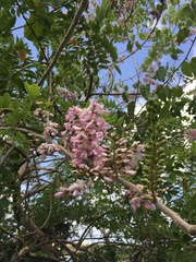 Robinia viscosa