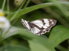 Melanargia asiatica
