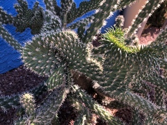 Cylindropuntia