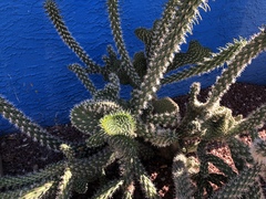 Cylindropuntia