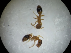 Temnothorax nylanderi