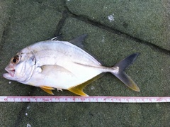 Caranx