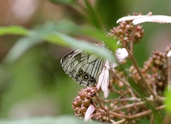 Melanargia asiatica