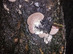 Fungi