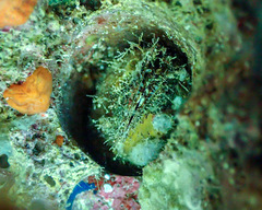 Lithophaga lithophaga