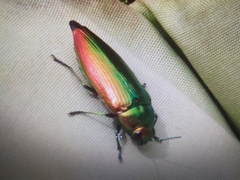 Eurythyrea micans