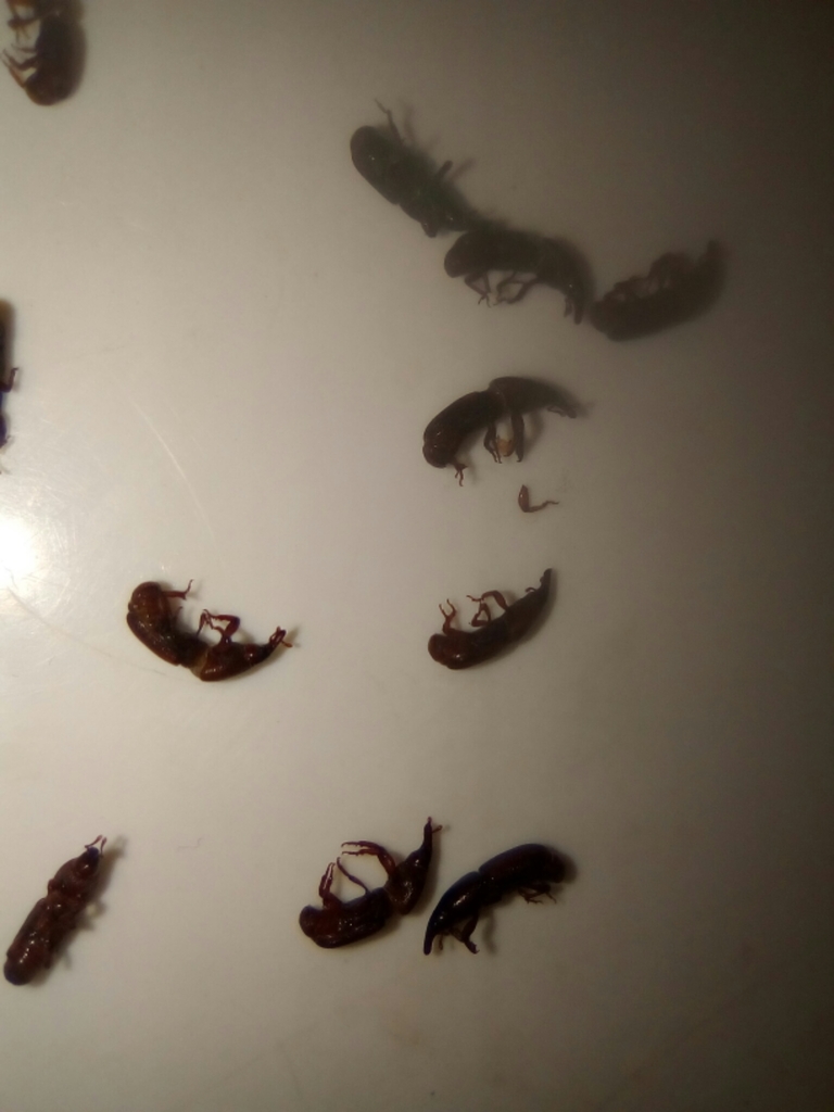 tamarind fruit weevil