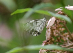 Melanargia asiatica