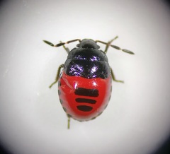 Canthophorus