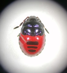 Canthophorus