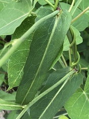 Lactuca indica