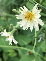 Lactuca indica