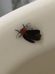 Pyrocoelia atripennis