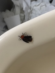 Pyrocoelia atripennis