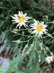 Lactuca indica