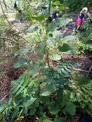 Lonicera alpigena alpigena