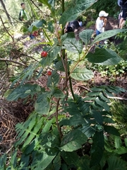 Lonicera alpigena alpigena