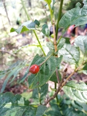 Lonicera alpigena alpigena