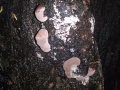 Fungi