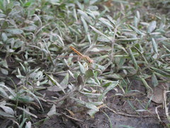 Brachythemis contaminata