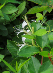 Lonicera japonica