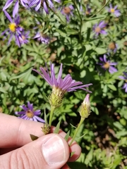 Eucephalus ledophyllus ledophyllus