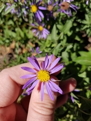 Eucephalus ledophyllus ledophyllus