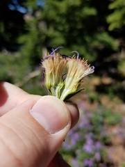Eucephalus ledophyllus ledophyllus