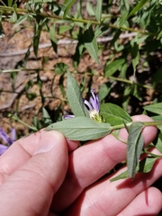 Eucephalus ledophyllus ledophyllus