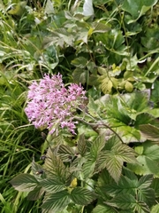 Adenostyles alliariae