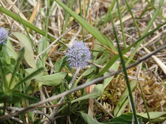 Globularia bisnagarica