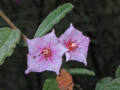 Commersonia magniflora