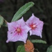 Commersonia magniflora - Photo (c) johneichler, algunos derechos reservados (CC BY-NC), subido por johneichler