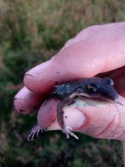 Leptodactylus latinasus