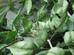 Diplacodes trivialis