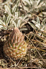 Orostachys thyrsiflora